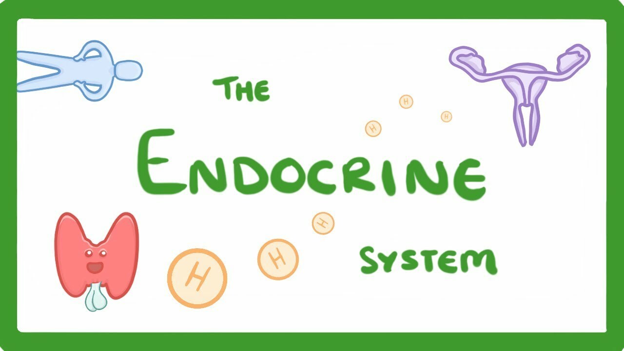 GCSE Biology - Endocrine System & Hormones #59
